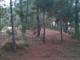 miniature