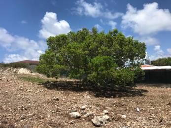Achat Terrain Saint-François (97118) - GUADELOUPE