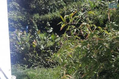 Achat Maison Plaine des Palmistes (97431) - REUNION