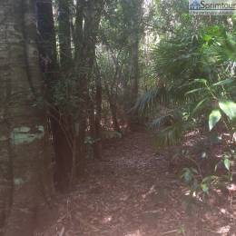 Achat Terrain Vieux Habitants (97119) - GUADELOUPE