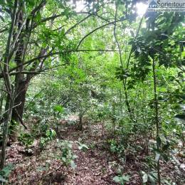 Achat Terrain Vieux Habitants (97119) - GUADELOUPE