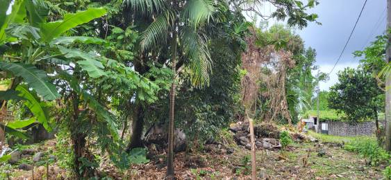 Achat Terrain Sainte-Anne (97437) - REUNION