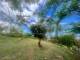 miniature
