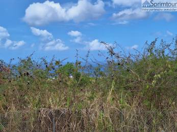 Achat Terrain Vieux Habitants (97119) - GUADELOUPE