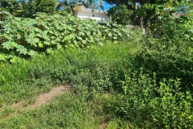 Achat Terrain Tampon (97430) - REUNION