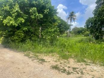 Achat Terrain Petit Canal (97131) - GUADELOUPE