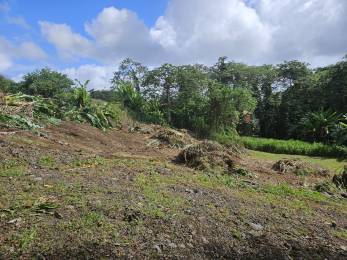 Achat Terrain Lamentin (97232) - MARTINIQUE