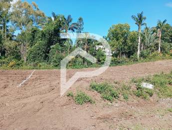 Achat Terrain Saint-Louis (97450) - REUNION