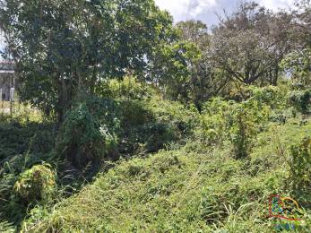 Achat terrain Le Moule (97160) - GUADELOUPE