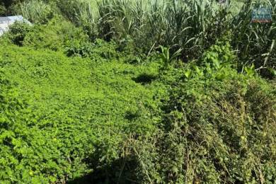 Achat Terrain Saint-Pierre (97410) - REUNION