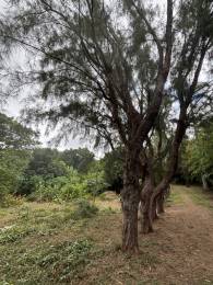 Achat Terrain Saint-Paul (97460) - REUNION