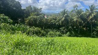 achat terrain à lamentin (97129)