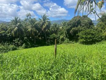 Achat Terrain Lamentin (97129) - GUADELOUPE