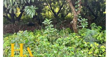 terrain   680m² quartier les lianes , carrosse