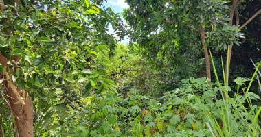 parcelle de terrain avec vue mer à saint-paul