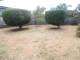 miniature